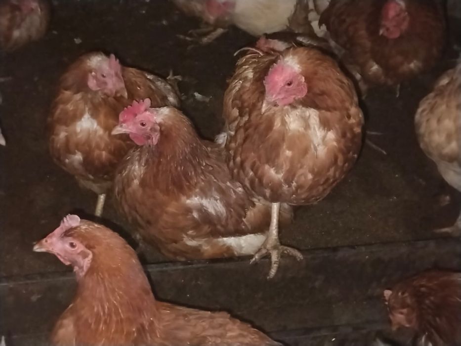 Домашние несушки