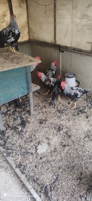Cocos de rasa argintiu italian rasa ouatoare