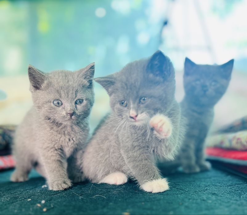 СРОЧНО!!Продается котята последняя фото мамы