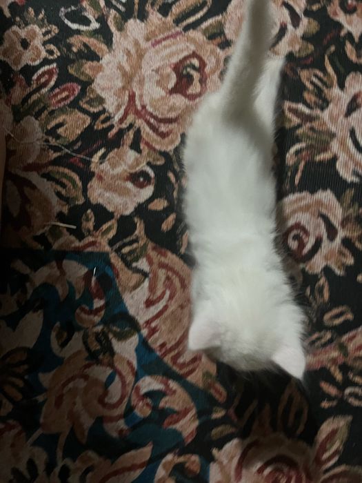 Белая кошка,Као мани