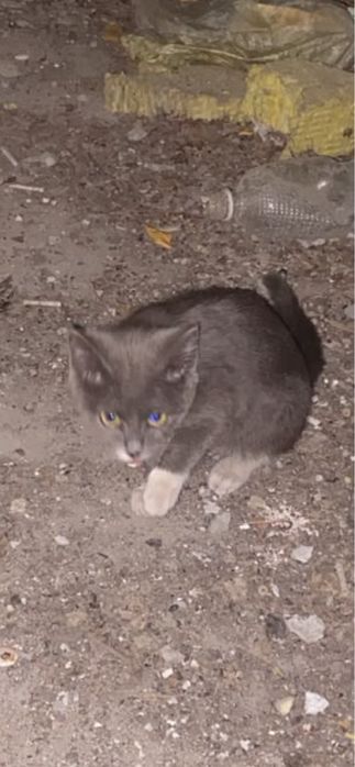 Котенок в добрые руки