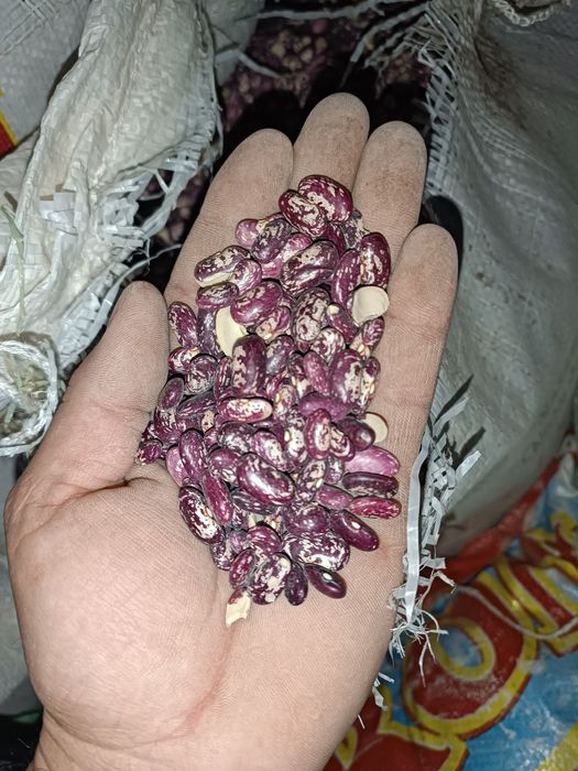 Fasol, фасол сотилади