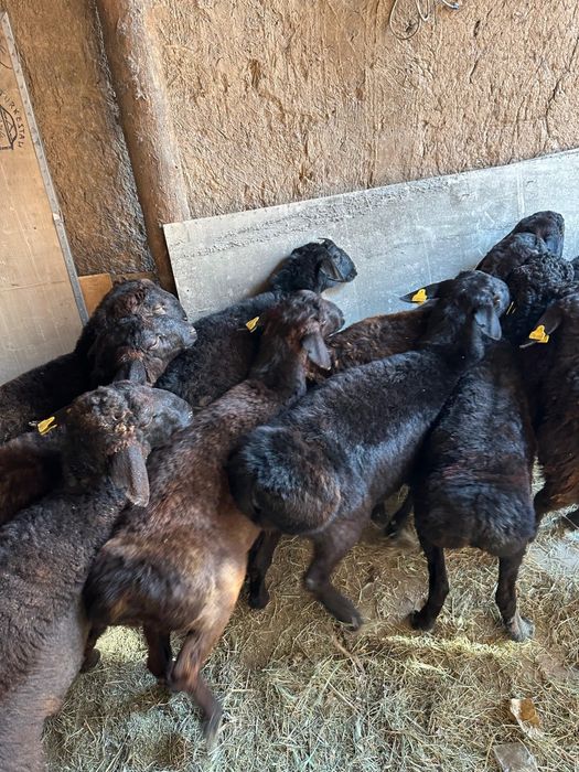 Кошкарлар сатылады