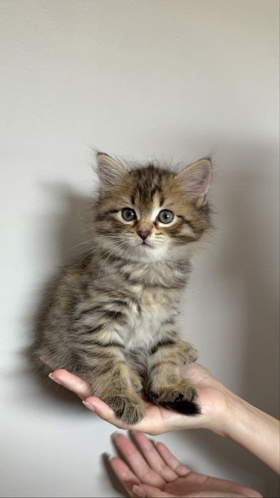 котятки ищут дом
