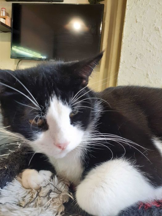 Черно-бяло мъжко коте търси дом