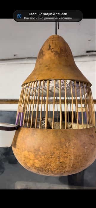 Продам италия  перепелов (бедана)