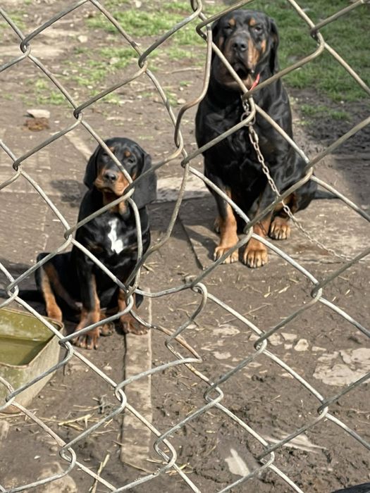 Чистокръвни мъжки български гончета