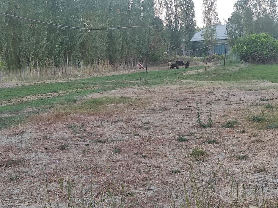 Yer SOTILADI .12sotixli  shodlik mahalla kerda kochasi