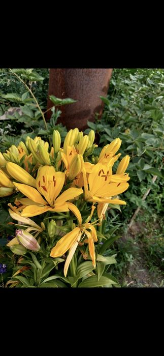 Продам участок 10 соток