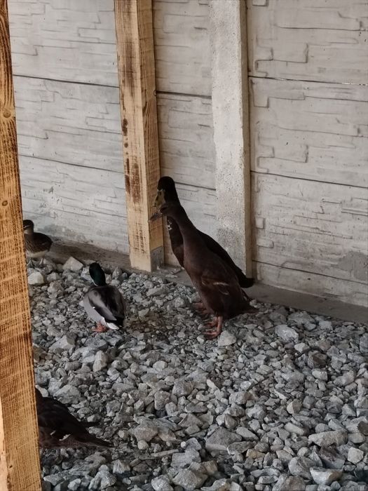 Vind Rate mandarine o pereche de îndiene un gascan de pomenaria