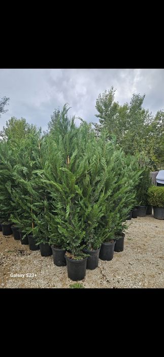 Leylandii de mai multe dimensiuni