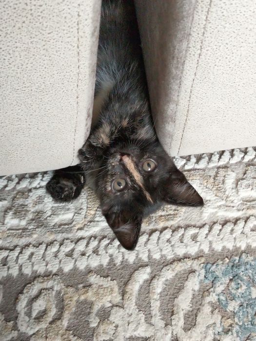 Котенок бесплатно