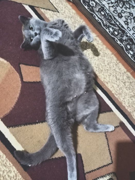 скотиш страйт киз бола 
1 йошдан ошган
2 коринга тугиб боларини катта