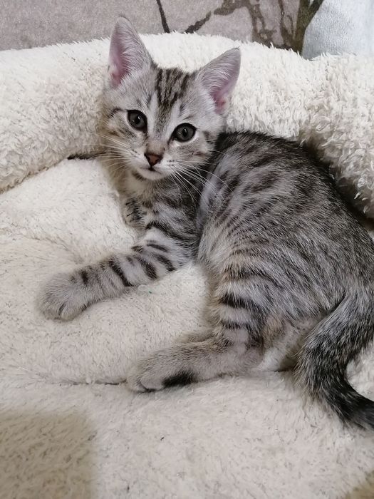 Отдам котят в добрые руки 2мес