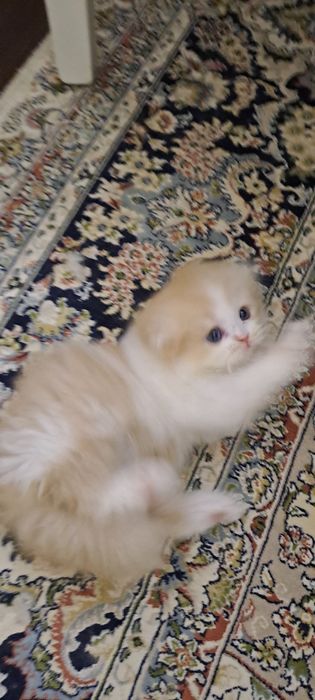Продаётся котёнок Scottish fold Haylend