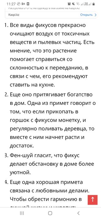 Цветы фикус Бенджамена фиалки