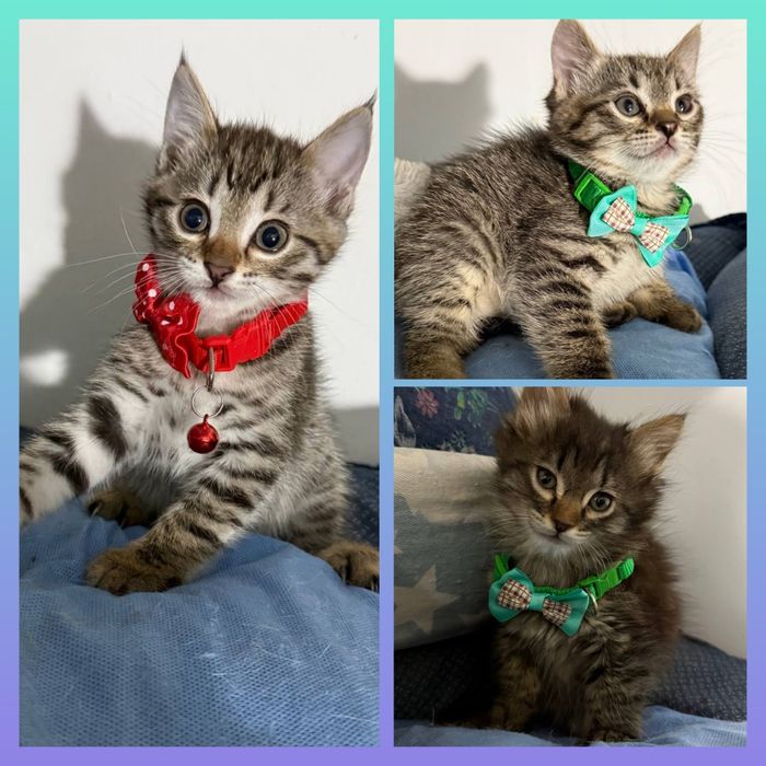 Котята ищут дом, только в Ташкент