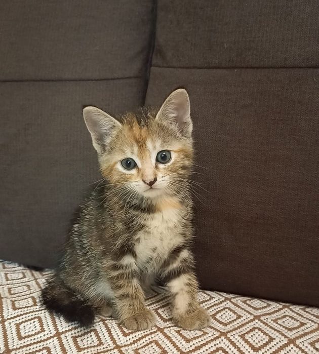 Продам кошечку Brown Tabby золото-шоколадный цвет