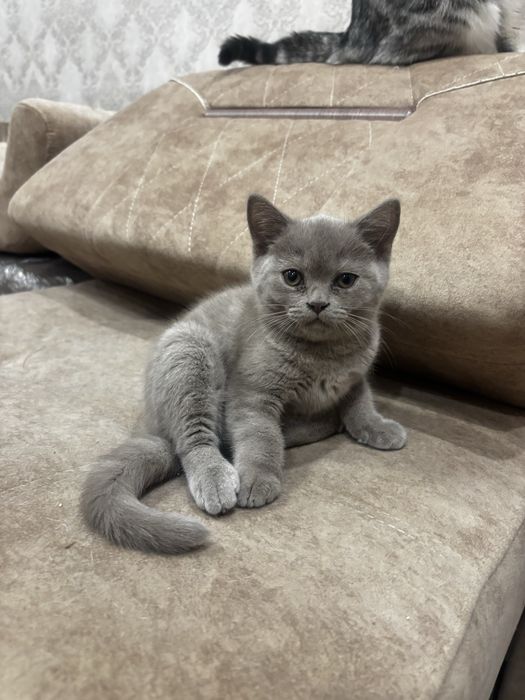 Продам котят британской породы