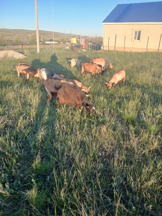 Продам молочных коз в городе актобе