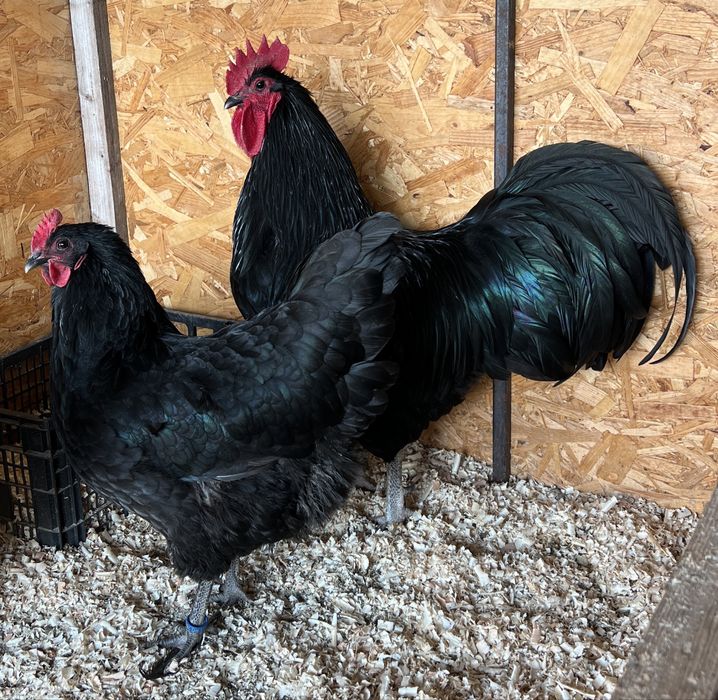 Vand pui gaina din rasele austrolop si brahma