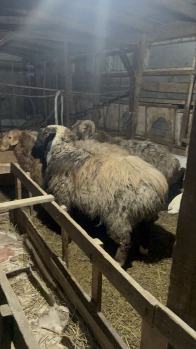 Продам кошкары 3 голов