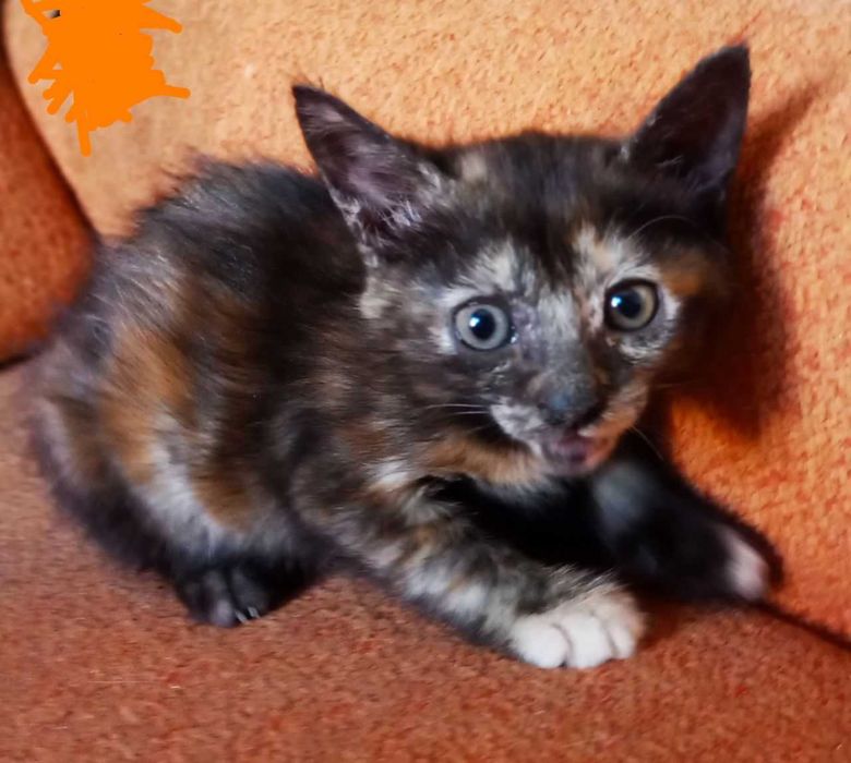 Котята в добрые руки. смотрите другие объявления автора