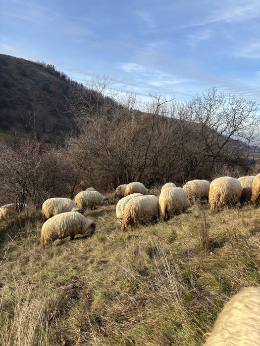 Disponibile oi de vânzare