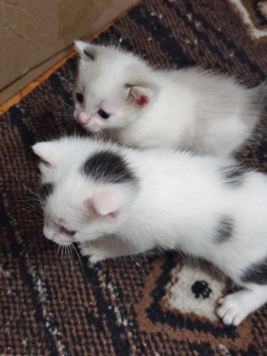 Отдам котят в добрые руки
