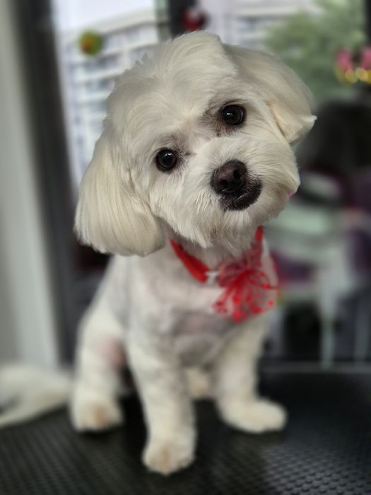 Frizerie canina Constanta