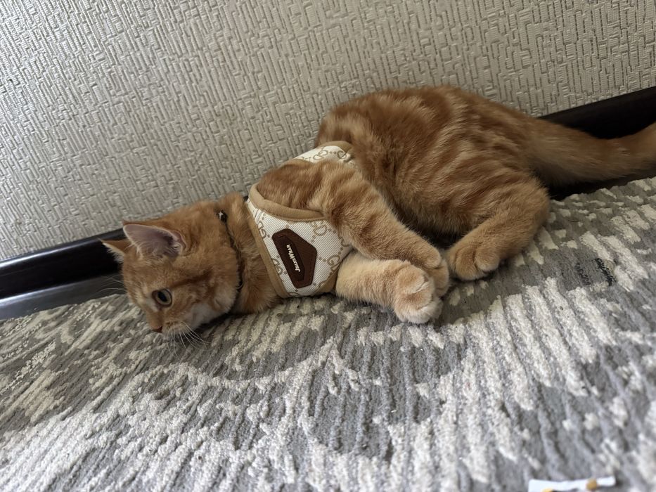 Шиншилла Страйт золотой окрос