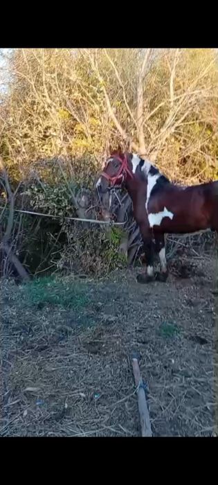 Продам коней с откорма