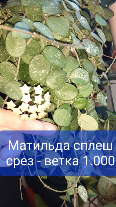 Хойи разных сортов  Цветы Растения
