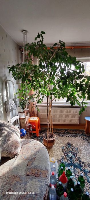 Комнатное растение Фикус Бенджамина