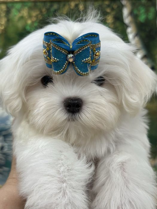 Шикарные малыши мальтезе