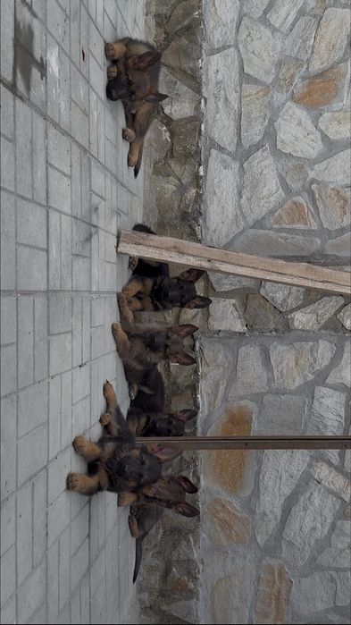 Чистокръвна немска овчарка