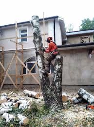 Спил деревьев,подрезка, кронирование!