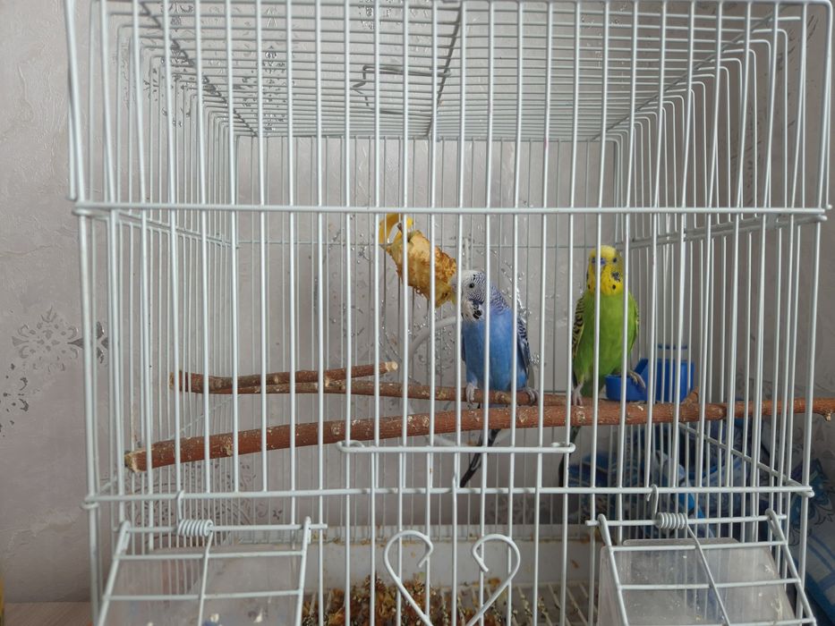 Продам двух волнистых попугаев