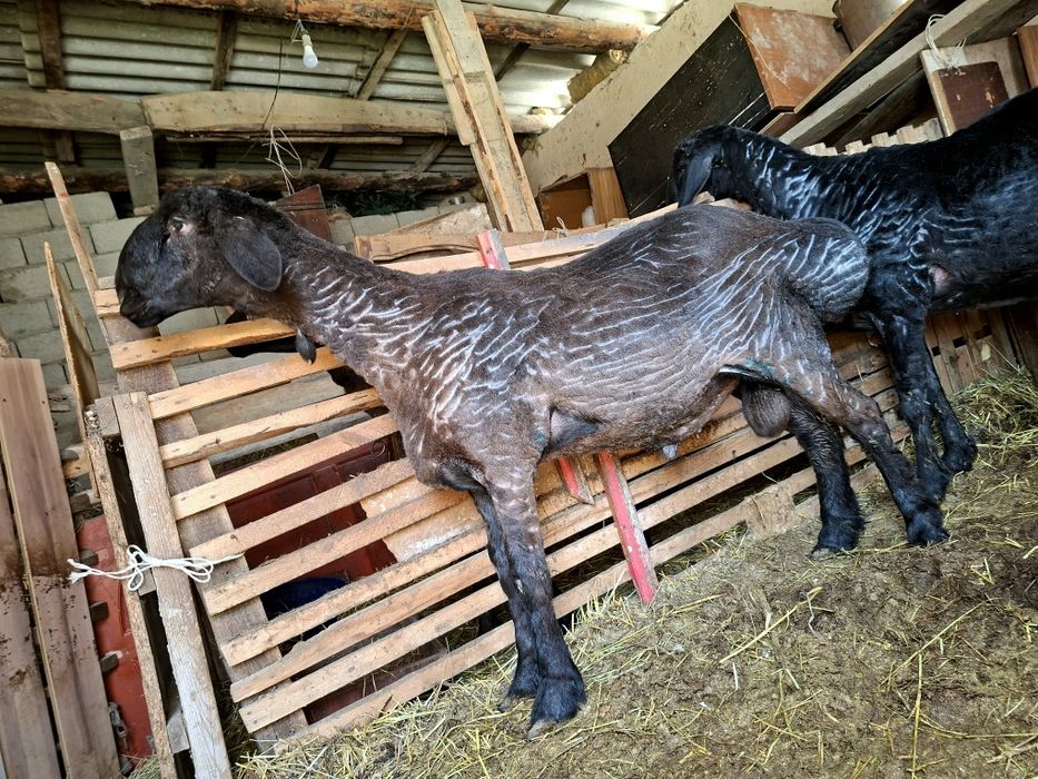 Бараны продам здоровые