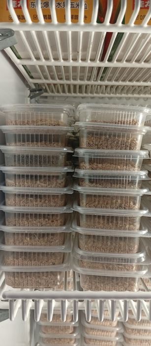 Опарыши белый,микс, красный