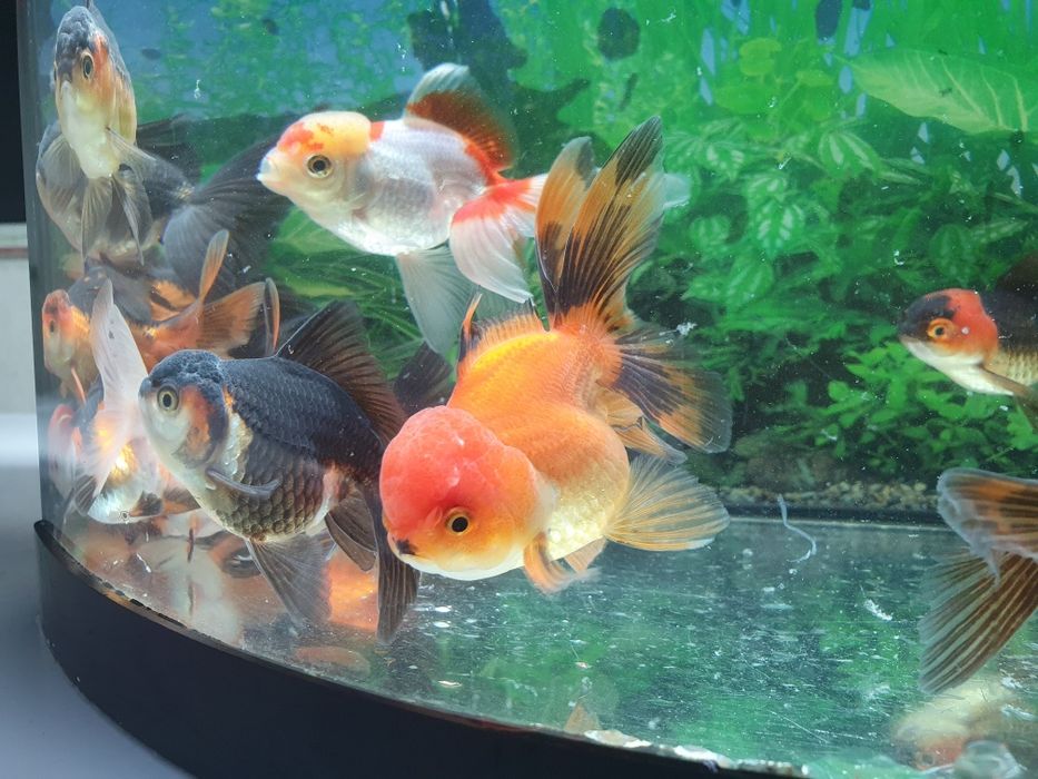 Carasi Oranda diverse culori