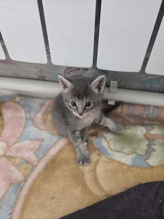 Котята маленьки красивые