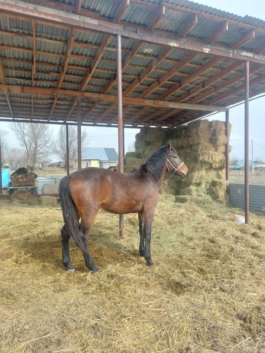 Үй сатылады Фазенда