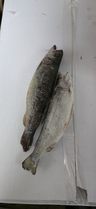 Форель порционная 150-250гр