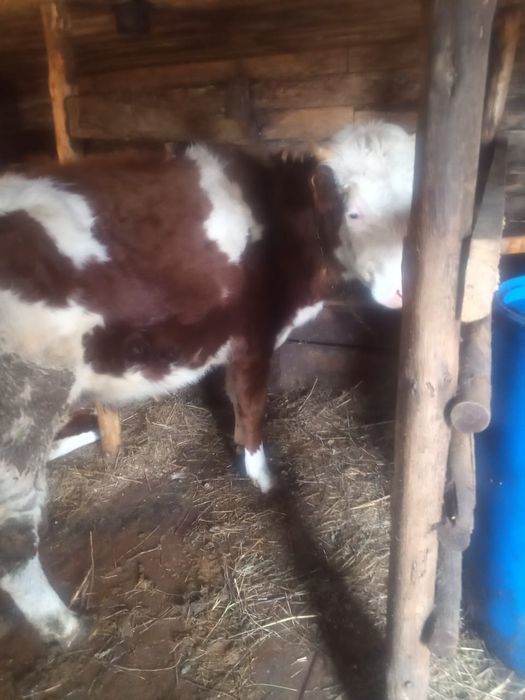 Продам на разведение телочек