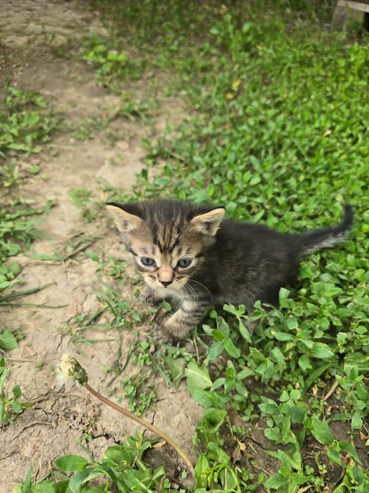 Отдам котят в добрые руки