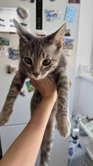 Отдам котенка в хорошие руки