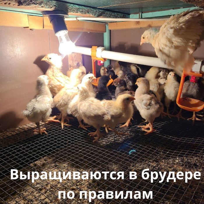 Яйца на инкубацию/циплята! Inkubatsiya uchun tuhum!