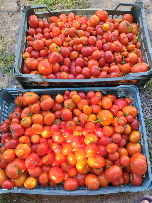 Продам помидоры  домашние