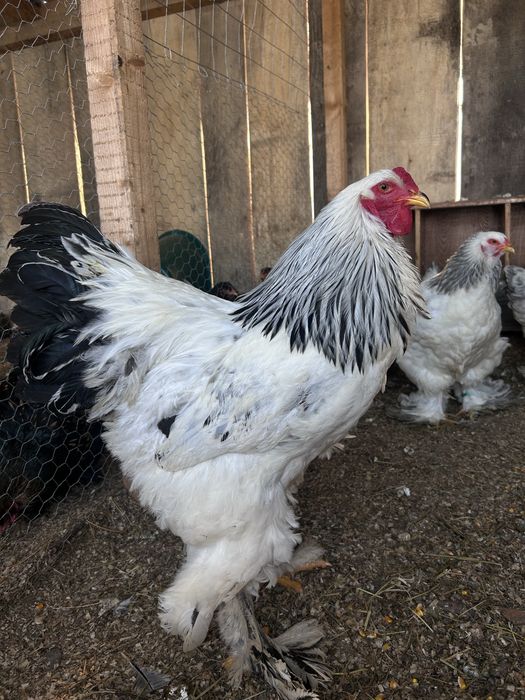 Vând cocos brahma HD